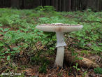muchomůrka šedivka (Amanita excelsa)
