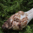 muchomůrka šedivka bílá (Amanita excelsa f. alba)