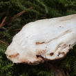 muchomůrka šedivka bílá (Amanita excelsa f. alba)