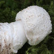 muchomůrka šedivka bílá (Amanita excelsa f. alba)