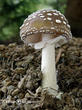 muchomůrka tygrovaná (Amanita pantherina)