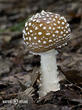 muchomůrka tygrovaná (Amanita pantherina)