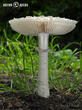 muchomůrka Vittadiniho (Amanita vittadinii)