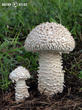 muchomůrka Vittadiniho (Amanita vittadinii)