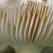 muchomůrka Vittadiniho (Amanita vittadinii)