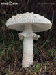 muchomůrka Vittadiniho (Amanita vittadinii)