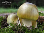 muchomůrka zelená (Amanita phalloides)