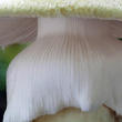 muchomůrka zelená (Amanita phalloides)