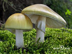 muchomůrka zelená (Amanita phalloides)