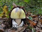 muchomůrka zelená (Amanita phalloides)