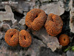 ohnivec černý (Plectania melastoma)