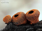 ohnivec černý (Plectania melastoma)