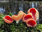 ohnivec rakouský (Sarcoscypha austriaca)