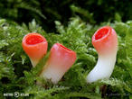 ohnivec rakouský (Sarcoscypha austriaca)