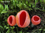 ohnivec rakouský (Sarcoscypha austriaca)