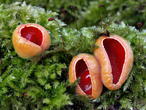 ohnivec rakouský (Sarcoscypha austriaca)
