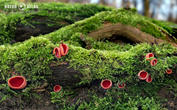 ohnivec rakouský (Sarcoscypha austriaca)