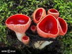 ohnivec rakouský (Sarcoscypha austriaca)