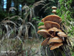 opeňka měnlivá (Kuehneromyces mutabilis)