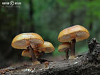 opeňka měnlivá (Kuehneromyces mutabilis)