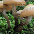 opeňka měnlivá (Kuehneromyces mutabilis)
