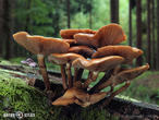 opeňka měnlivá (Kuehneromyces mutabilis)