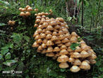 opeňka měnlivá (Kuehneromyces mutabilis)