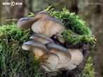 pařezník pozdní (Sarcomyxa serotina)