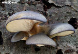 pařezník pozdní (Sarcomyxa serotina)