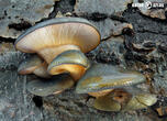 pařezník pozdní (Sarcomyxa serotina)