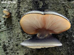 pařezník pozdní (Sarcomyxa serotina)