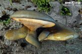 pařezník pozdní (Sarcomyxa serotina)