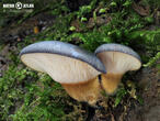 pařezník pozdní (Sarcomyxa serotina)