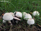 pečárka zápašná (Agaricus xanthoderma)
