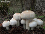 pečárka zápašná (Agaricus xanthoderma)