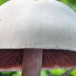 pečárka zápašná (Agaricus xanthoderma)