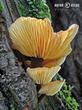 penízovka sametonohá (Flammulina velutipes)