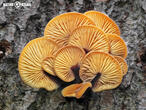 penízovka sametonohá (Flammulina velutipes)