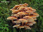penízovka sametonohá (Flammulina velutipes)