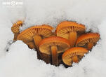 penízovka sametonohá (Flammulina velutipes)