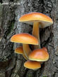 penízovka sametonohá (Flammulina velutipes)