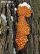 penízovka sametonohá (Flammulina velutipes)