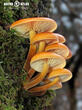 penízovka sametonohá (Flammulina velutipes)