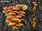 penízovka sametonohá (Flammulina velutipes)