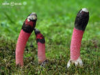 psivka Ravenelova (Mutinus ravenelii)