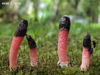 psivka Ravenelova (Mutinus ravenelii)