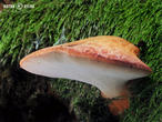 pstřeň dubový (Fistulina hepatica)