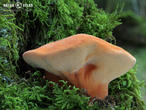 pstřeň dubový (Fistulina hepatica)