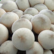 pýchavka hruškovitá (Lycoperdon pyriforme)