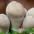 pýchavka hruškovitá (Lycoperdon pyriforme)